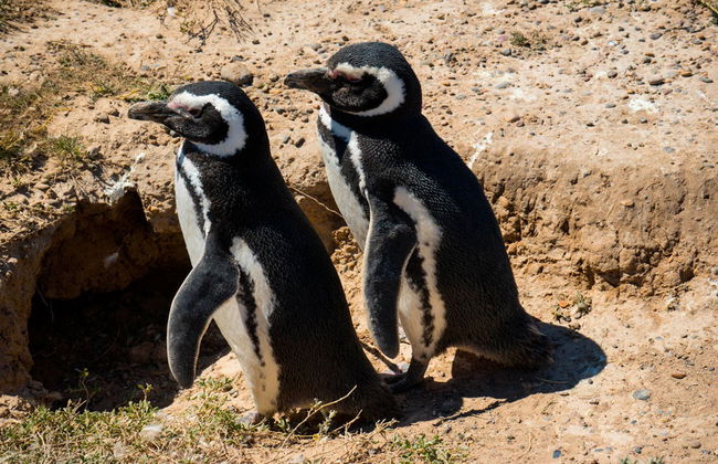 Valdes Peninsula Day Trip - Foto 1