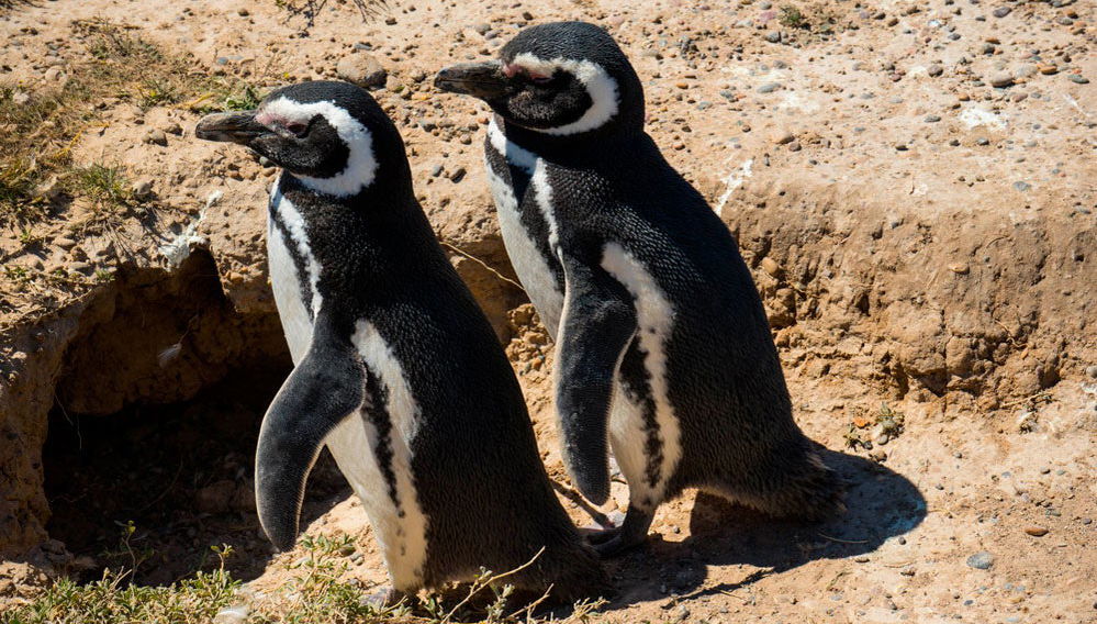 Excursion au nord de la péninsule Valdés - Photo 1