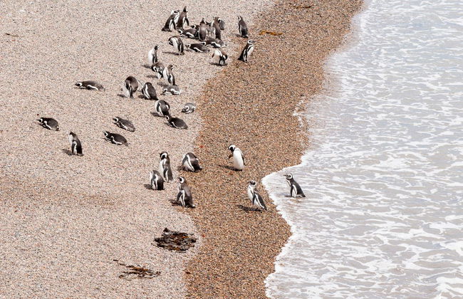 Observation de pingouins à Punta Tombo et à l'île Escondida - Photo 1