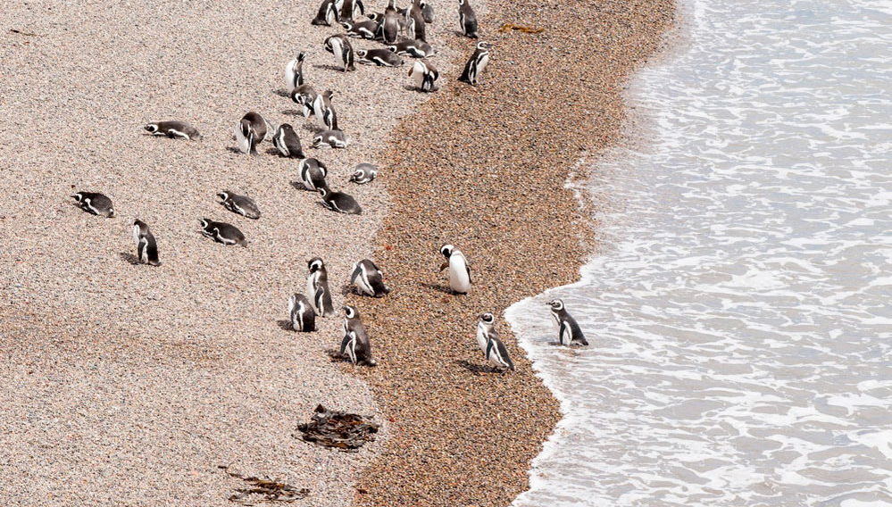 Avvistamento di pinguini a Punta Tombo - Foto 1