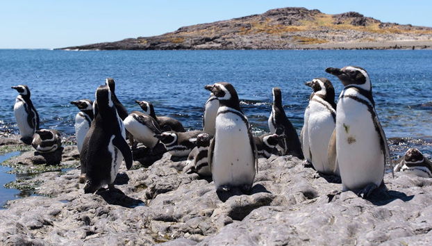 Avvistamento di pinguini a Punta Tombo - Foto 4