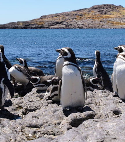 Foto de Avistamiento de animales en Punta Tombo e Isla Escondida