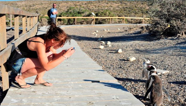 Avvistamento di pinguini a Punta Tombo - Foto 3