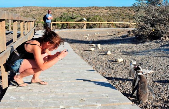 Observation de pingouins à Punta Tombo et à l'île Escondida - Photo 3