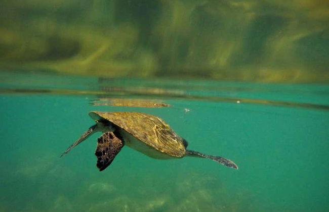 Snorkeling alla spiaggia di Sepultura - Foto 7