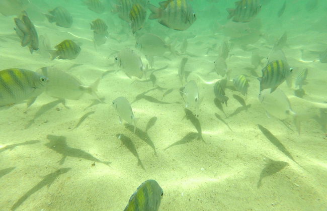 Snorkeling alla spiaggia di Sepultura - Foto 3