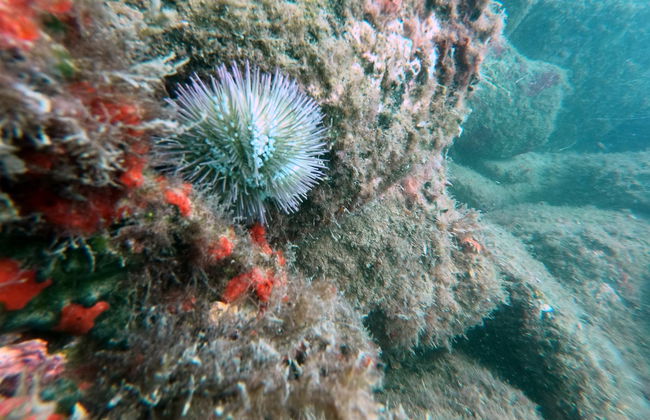 Snorkeling alla spiaggia di Sepultura - Foto 6