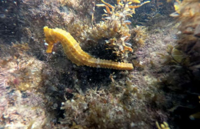 Snorkeling alla spiaggia di Sepultura - Foto 10