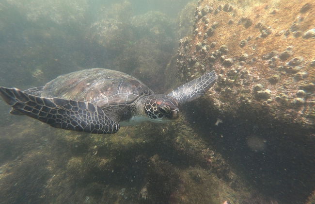 Snorkeling alla spiaggia di Sepultura - Foto 4