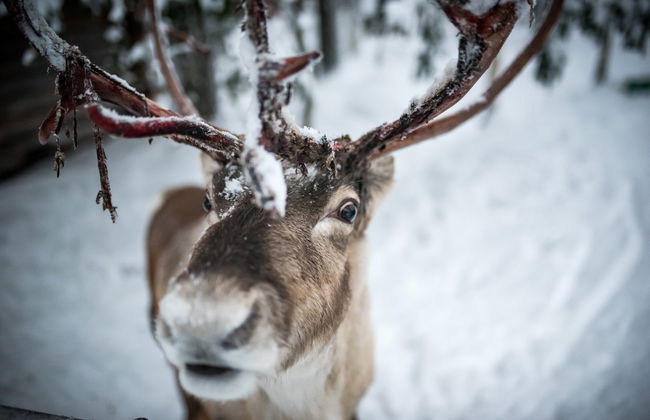 Reindeer Sleigh Ride - Photo 7