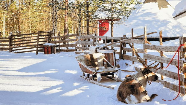 Reindeer Sleigh Ride - Photo 4