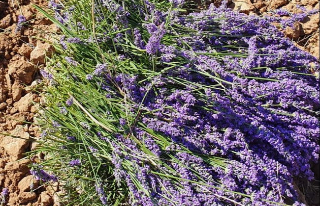 Tour de la lavanda + Molino de El Romeral - Foto 3