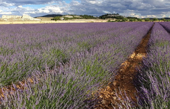 Tour de la lavanda + Molino de El Romeral - Foto 4