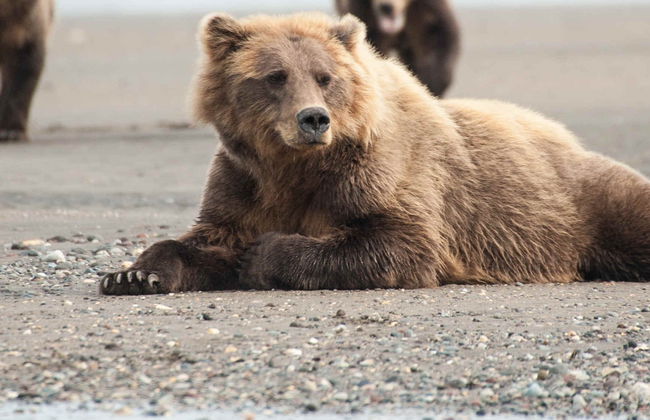 Avistamiento de osos grizzly - Foto 6