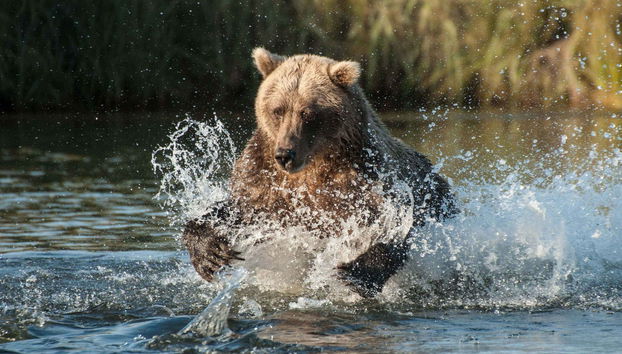 Grizzly Bear Spotting - Foto 2