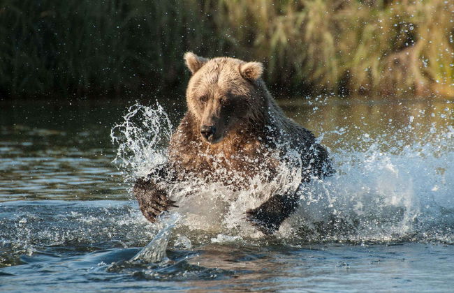 Avistamiento de osos grizzly - Foto 2