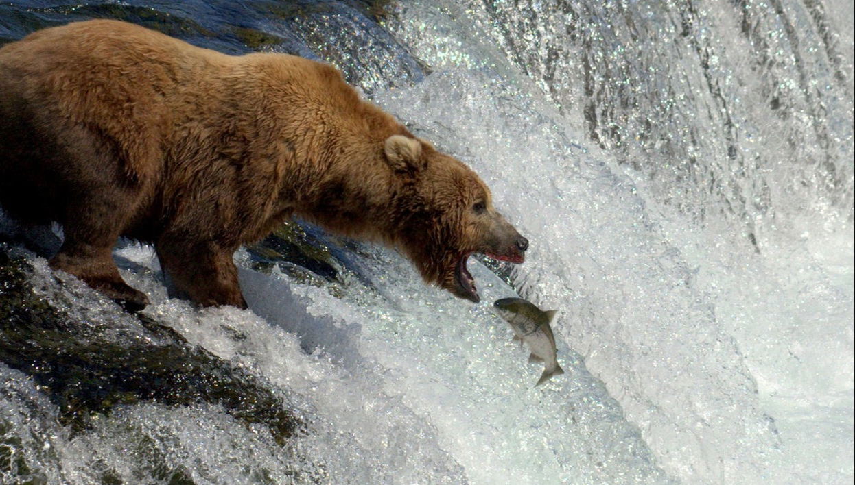 Avistamiento de osos grizzly - Foto 1