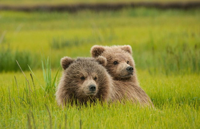 Avistamiento de osos grizzly - Foto 1