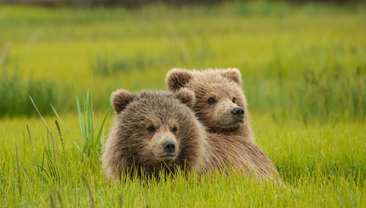 Grizzly Bear Spotting - Foto 1