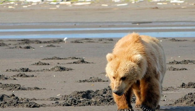 Avistamiento de osos grizzly - Foto 5