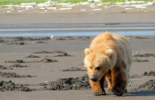Avistamiento de osos grizzly - Foto 5