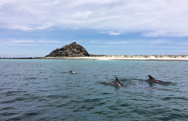 Damas Island Day Trip - Photo 2