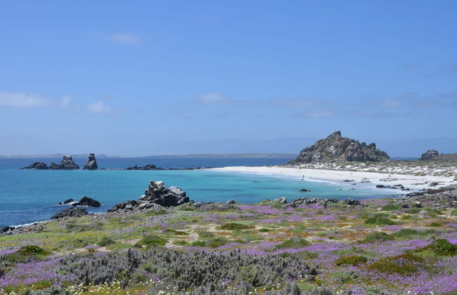 Damas Island Day Trip - Photo 3