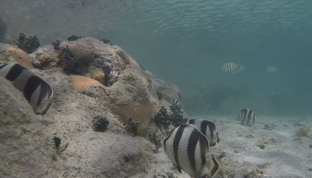 Excursion au Parc Marin de Recife de Fora - Photo 5