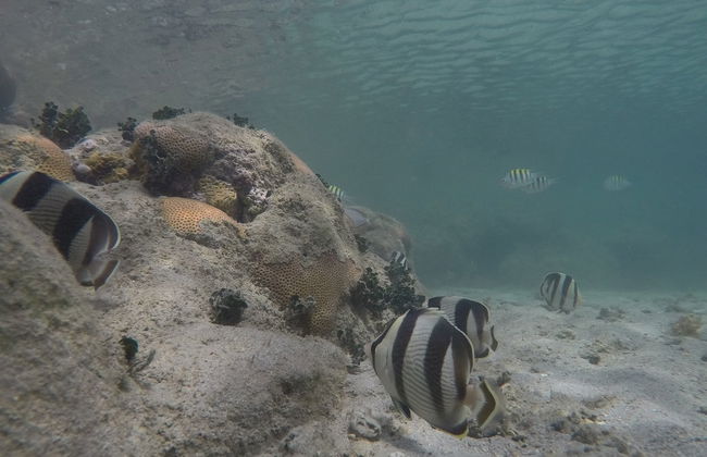 Excursion au Parc Marin de Recife de Fora - Photo 5