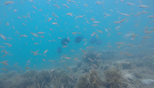 Excursion au Parc Marin de Recife de Fora - Photo 4