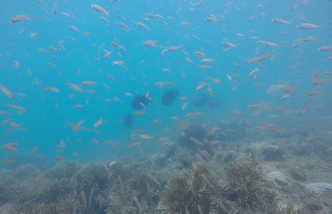 Excursion au Parc Marin de Recife de Fora - Photo 4