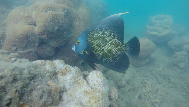 Recife de Fora Marine Park Excursion - Foto 4