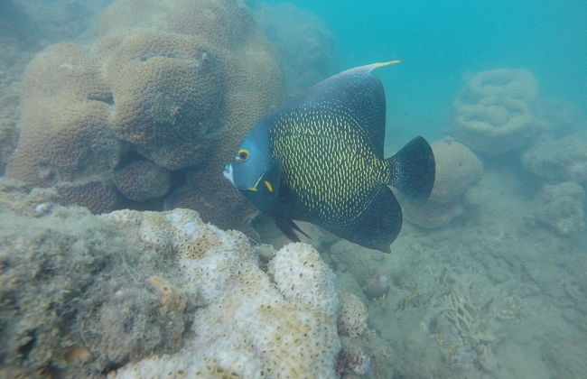 Recife de Fora Marine Park Excursion - Photo 4