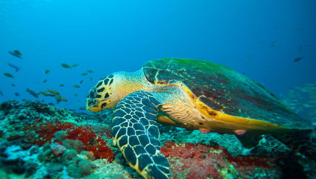 Nilaveli Beginner's Diving - Foto 2