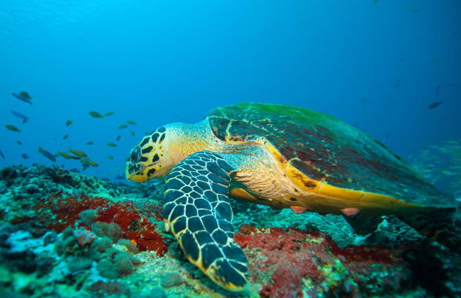 Scuba Diving for Beginners - Foto 1