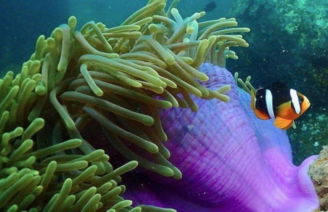 Bautismo de buceo en Trincomalee - Foto 4