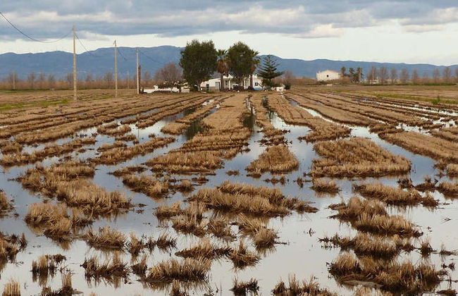 Excursión al Delta del Ebro + Paseo en catamarán - Foto 6
