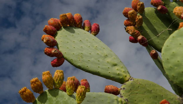 Excursão a Maspalomas, Mogán e Barranco de Guayadeque - Foto 4