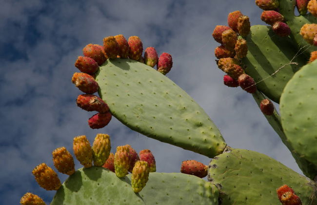 Excursion à Maspalomas, Mogán et au ravin de Guayadeque - Photo 4