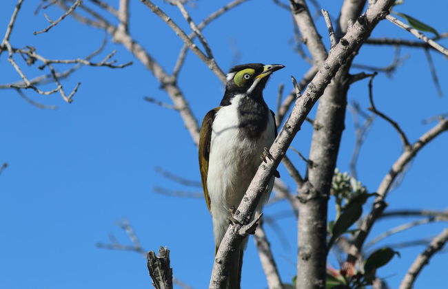 Paseo en barco con avistamiento de aves - Foto 2