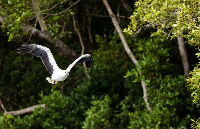 Paseo en barco con avistamiento de aves - Foto 4