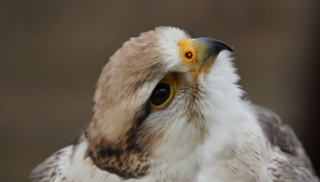 Paseo en barco con avistamiento de aves - Foto 3