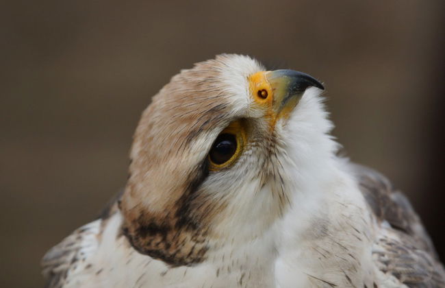 Paseo en barco con avistamiento de aves - Foto 3