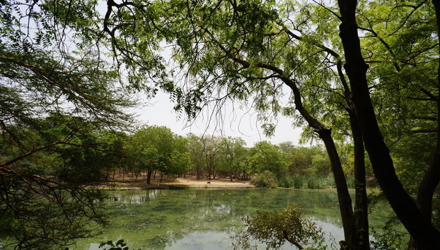 Excursión privada a la Reserva de Bandia - Foto 4