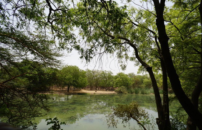 Excursión privada a la Reserva de Bandia - Foto 4