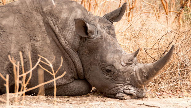Excursión privada a la Reserva de Bandia - Foto 3
