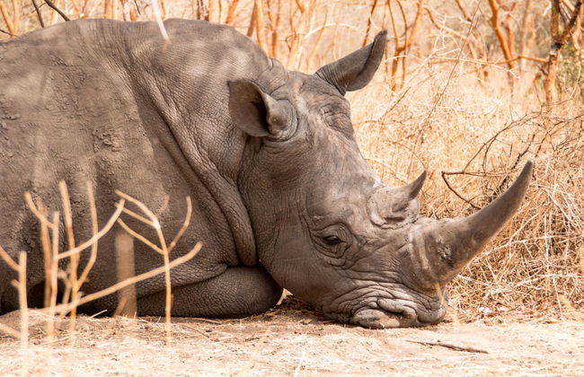 Excursión privada a la Reserva de Bandia - Foto 3