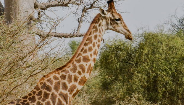 Excursión privada a la Reserva de Bandia - Foto 5
