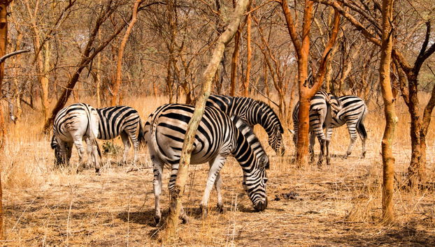 Excursión privada a la Reserva de Bandia y Lago Rosa - Foto 3