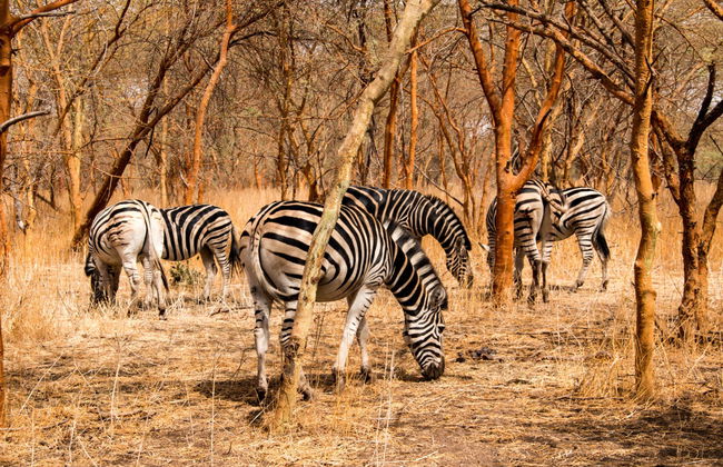 Excursión privada a la Reserva de Bandia - Foto 2